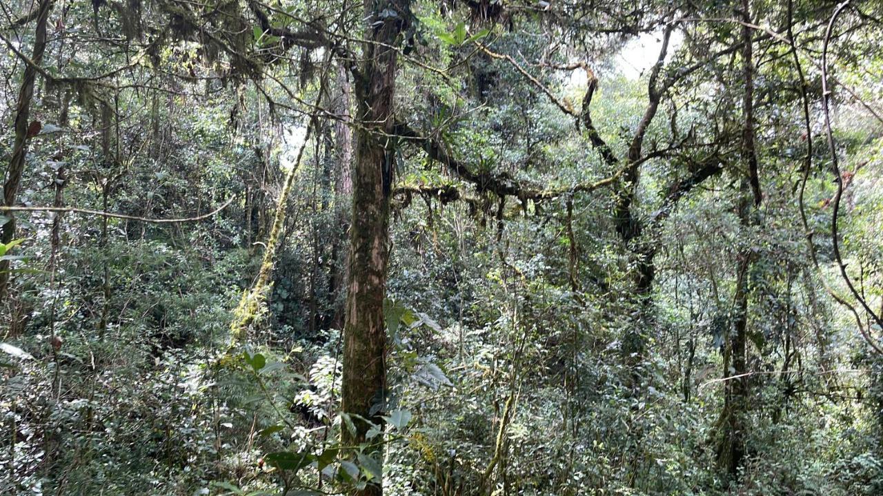 La Bromelia/Cabana De Montana, Cerro De La Muerte. Villa Cartago Kültér fotó