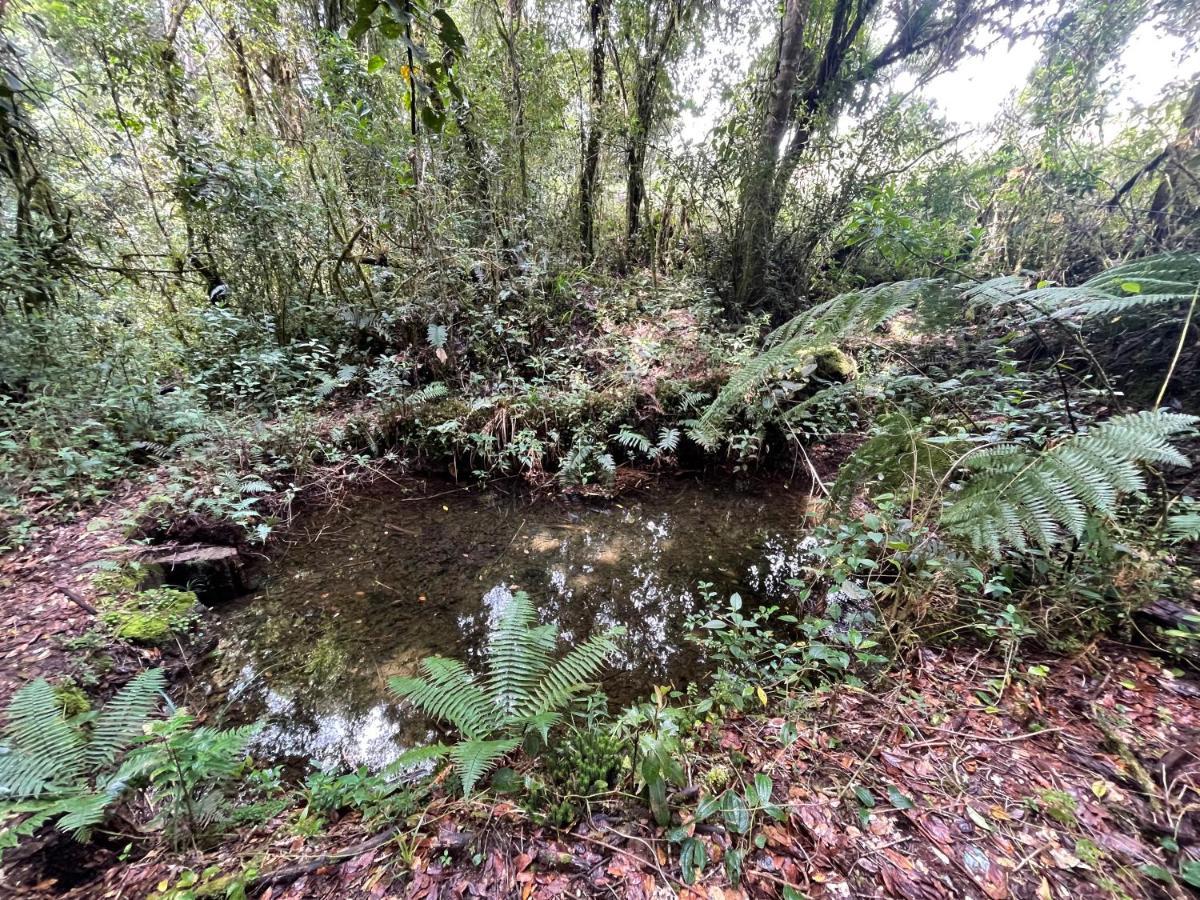 La Bromelia/Cabana De Montana, Cerro De La Muerte. Villa Cartago Kültér fotó