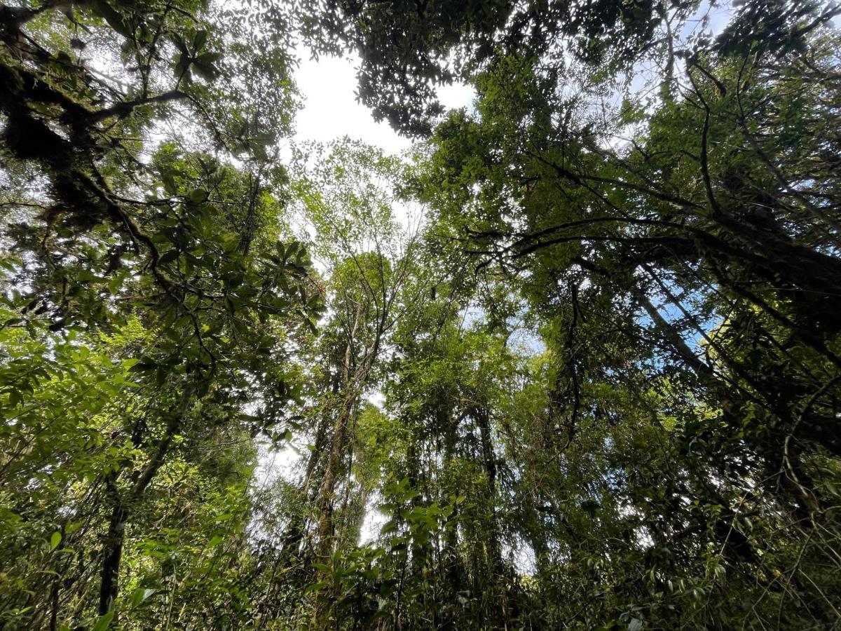 La Bromelia/Cabana De Montana, Cerro De La Muerte. Villa Cartago Kültér fotó