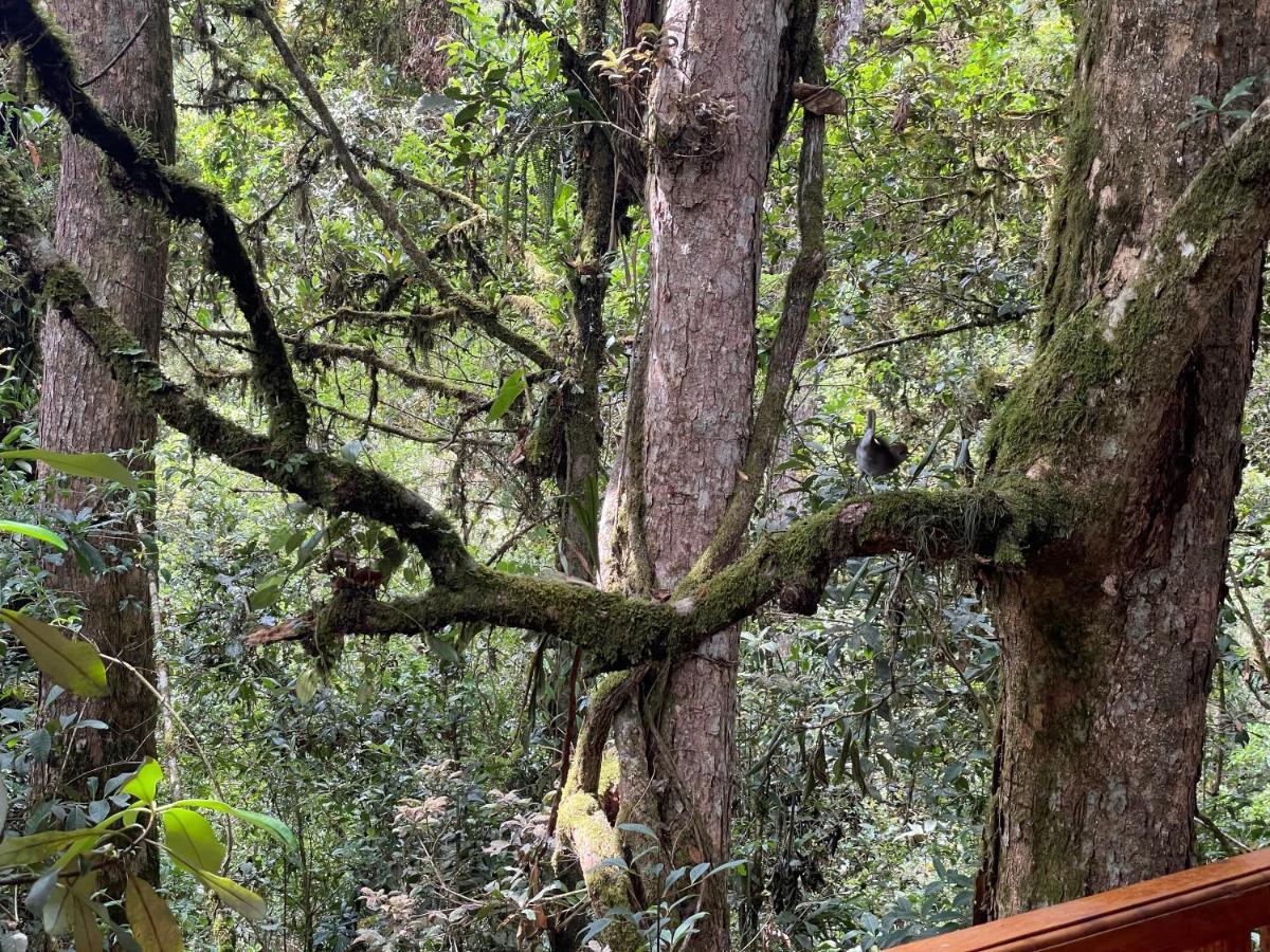 La Bromelia/Cabana De Montana, Cerro De La Muerte. Villa Cartago Kültér fotó